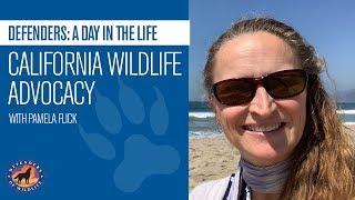 Defenders: A Day in the Life - California Wildlife Advocacy