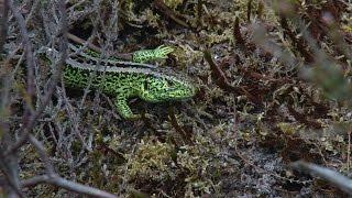 "Secrets of the Heath"..Amphibian and Reptile conservation..