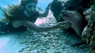 Azul Freediving: Friendly Honeycomb Eel