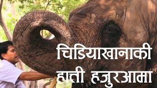 '३० वर्षदेखि सँगै छु, हात्ती आमाजस्तै लाग्छ' || Nepal Zoo Elephant