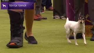 Toy Fox Terriers | Breed Judging 2024