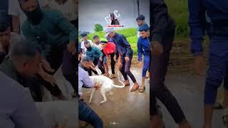 dog res Kolhapur| Dog Race | Kolhapur Dog Racing/Dog Race Maharashtra/Dog Race kolhapur #shorts