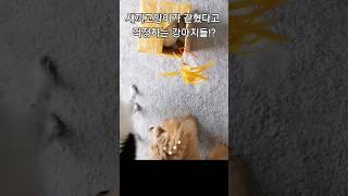 새끼고양이가 갇혔다고 걱정하는 강아지 형아들!? #shorts#funnydog#funnycat#funny#임영웅#IfWeEverMeetAgain(다시만날수있을까)