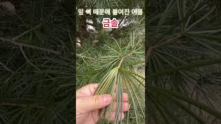 금솔이라 불리는 소나무