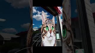 #catvideos   Creative Storefront Giant Cat Illusion Decoration 
