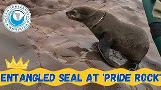 Entangled Seal At Cape Cross' Pride Rock