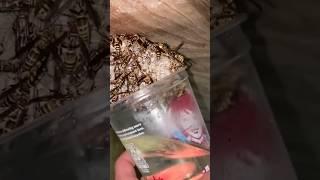 Wasp Nest Removal