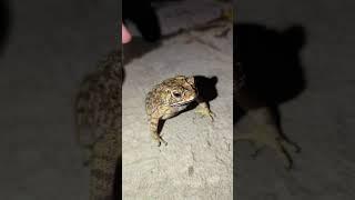 Catch frogs and funny fish #frog #toad #funny #teplonghengfunny