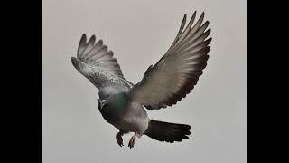 Pigeon Therian (Paloma Therian) Meditation // Kris SJ