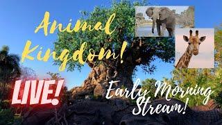 LIVE: Disney’s Animal Kingdom | Disney World Livestream | 1/11/2025