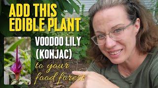 Unique Edible Perennial Garden  Plant - Voodoo Lily