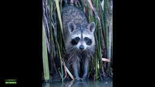 Raccoon Noise