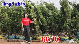 Khảo giá Tùng La hán tại nhà vườn Khải Hà Thái bình