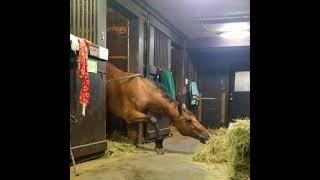 Horse Steals a Quick Snack! 