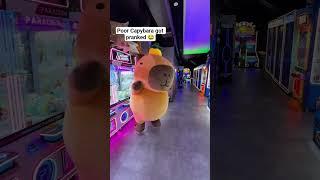 The Capybara got pranked #funny #laugh #capybara