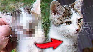 Rescue a kitten. Kitten looking for a home / SANI vlog