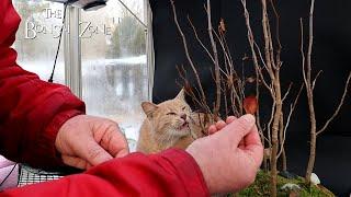 Pruning My London Plane Trees, The Bonsai Zone, Dec 2024