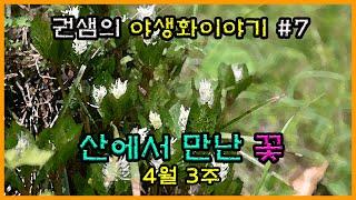 권샘의 야생화 이야기 #7 [산에서 만난 꽃]