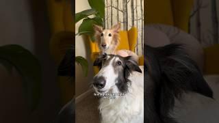 are snoots for you? part 1 #dog #silkenwindhound #borzoi #voiceover #dogsofyoutube #snoot #shorts