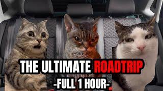 CAT MEMES: THE ULTIMATE FAMILY ROADTRIP