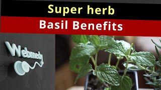 Health Benefits of Basil | Top 15 Benefits