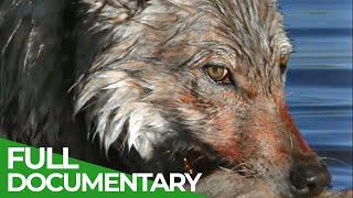 White Wolf - Life & Death of the Hayden Valley Pack | Part 1 | Free Documentary Nature