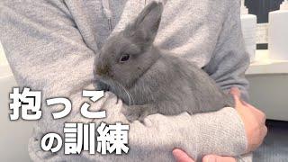 うさぎの抱っこ練習に超適している場所を発見しました【ネザーランドドワーフ】