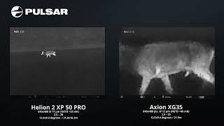 Pulsar Helion 2 XP50 Pro vs Axion 2 XG35 comparison, red deer stags polite push off during rut