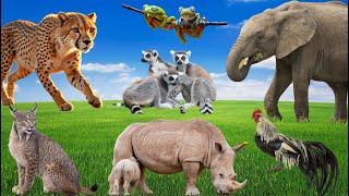 Lovely Animal Sounds: Rhinoceros, Lynx,  Lemurs, Cougar, Elephant, Rooster -  Music For Relax