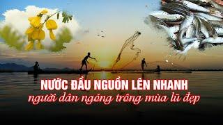 Nước đầu nguồn lên nhanh, miền Tây ngóng trông mùa lũ đẹp| Truyền hình Hậu Giang