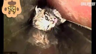 구해줘 제발!  구조요청한 아기고양이ㅣ "SAVE ME!" Rescue This Kitten Stuck In Narrow Pipe With No Exit