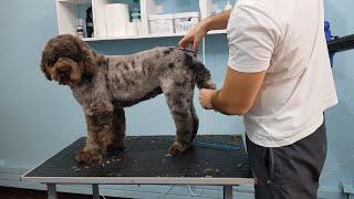 Grooming A Lagoto- Time Lapse