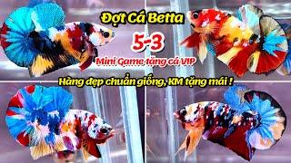 Đợt Cá Betta 5-3 Nemo Muticolor Yellow Base, Metalic, Galaxy, Black Base, Red FC hàng đẹp làm giống!