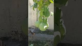 POTTED POMELO FRUIT IN DAVAO CITY