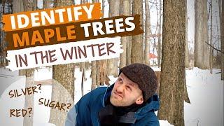 Systematically Identify Maple Trees During Winter (Sugar Maple, Red Maple, Silver Maple)