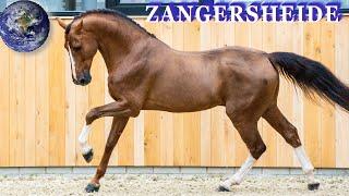 TOP Beautiful Zangersheide Horse in the World!