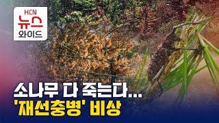 소나무 다 죽는다… '재선충병' 비상 / HCN경북방송