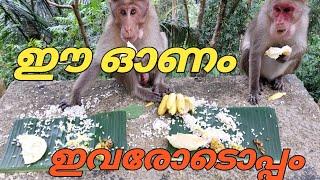 Onam special #വാനരൻമാരോടൊപ്പം #ഈ ഓണം#sibi valara#MangiOnam #valarawaterfalls