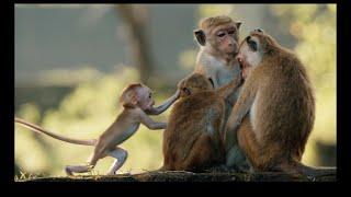 Monkey Kingdom | Official Movie Trailer