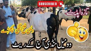 domail mandi today 2024 latest update part 2 jamil tv