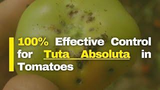 How to Control Tuta in Tomatoes | The surest way to control Tuta Absoluta in Tomatoes Farming