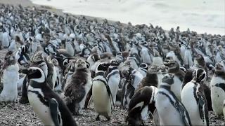 Over a million penguins gather to migrate from Argentine peninsula