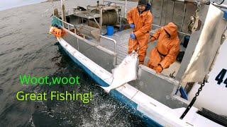 Good Fishing! Alaska Halibut Fishing | Longline Season 2024