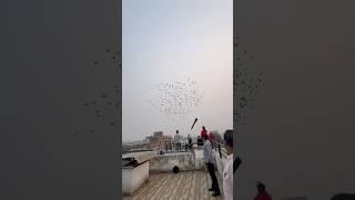 1500 Kabootaro ka shok #kabootarbazi #kabootar #pigeon #shortfeed #short #shorts #birds