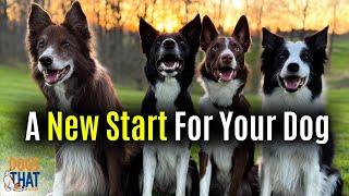 Ready For A New Start With Your Dog?