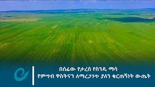 በሰፊው የታረሰ የስንዴ ማሳ የምግብ ዋስትናን ለማረጋገጥ ያለን ቁርጠኝነት ውጤት