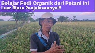 Belajar Organik dari Petani Padi Organik ini... Keren Sekali!!! Tanpa Edit...