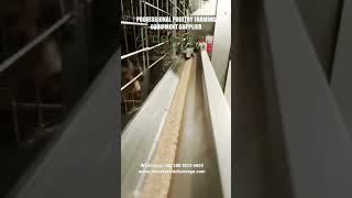 Auto Battery Poultry Cages System for Chickens with Automated Feeding System #layerchickencage