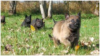 A Day of Fun with Our Playful Puppies! | Kraftwerk K9 German Shepherds