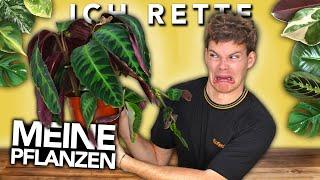 ICH RETTE MEINE (halb) TOTEN PFLANZEN | Joey's Jungle Plants